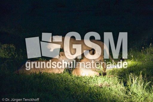 Löwen (66 von 69).jpg